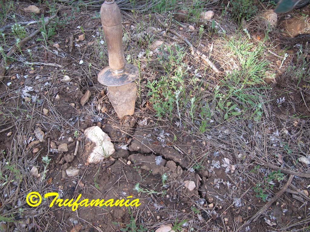 Tuber%20aestivum%20grieta.jpg