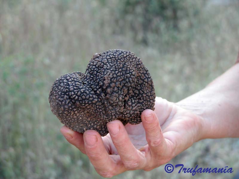 Tuber aestivum full description