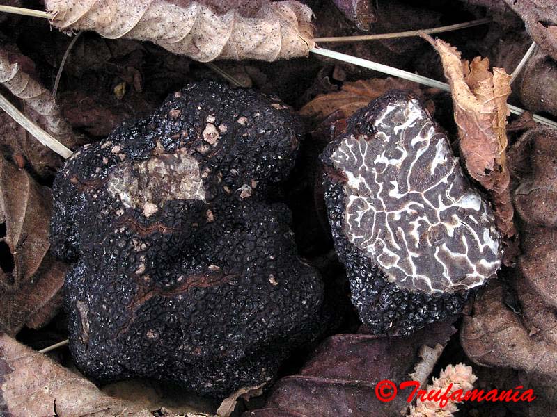 Trufa negra fresca (TUBER MELANOSPORUM- PERIGORD) – Vecchio Borgo Tartufi &  Funghi