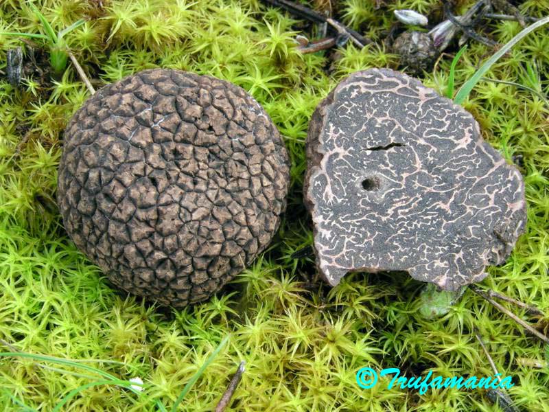 Trufa negra fresca (TUBER MELANOSPORUM- PERIGORD) – Vecchio Borgo Tartufi &  Funghi