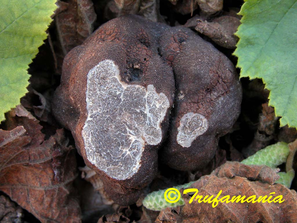 Tuber macrosporum full description