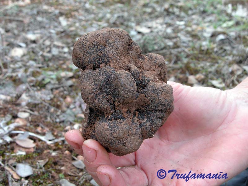 Tuber melanosporum