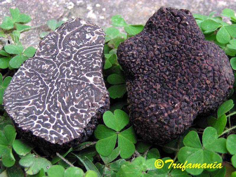 Trufa Negra de Perigord Invierno Fresca Tuber Melanosporum