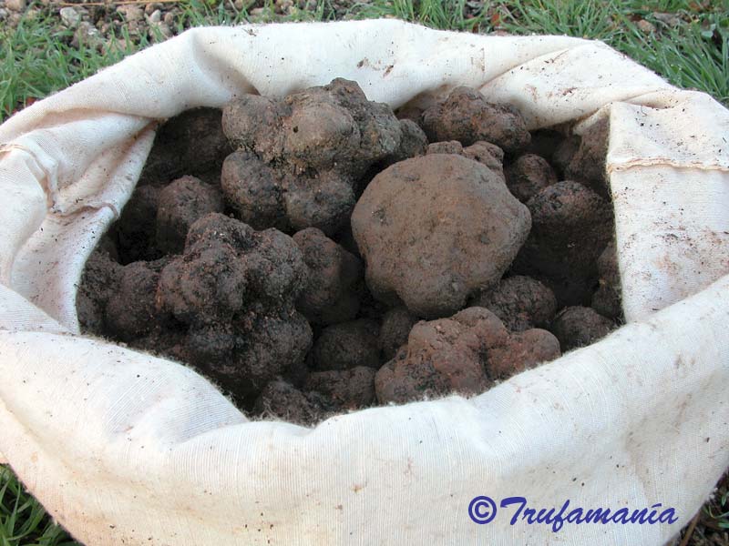 Tuber melanosporum