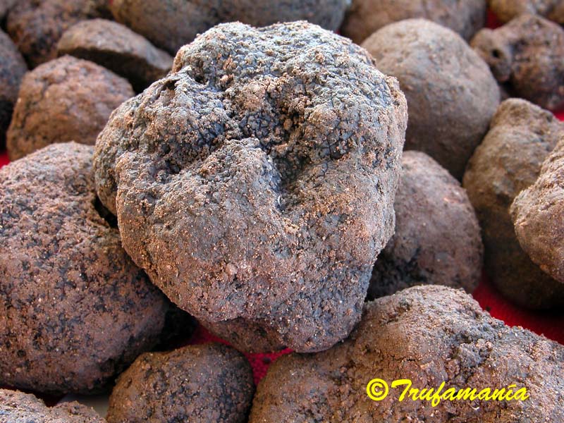 Tuber melanosporum