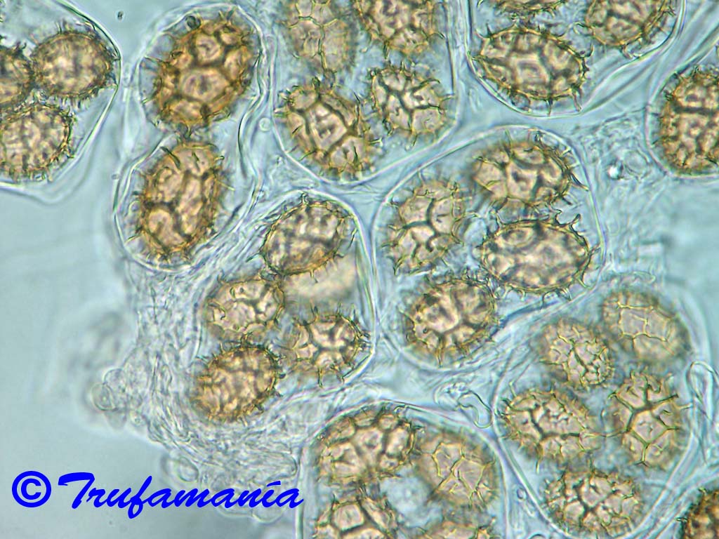 Tuber mesentericum full description